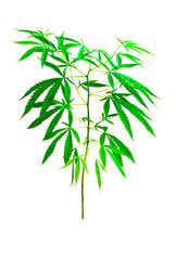 Plant cannabis tree growing  at white background