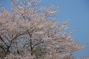 満開の桜