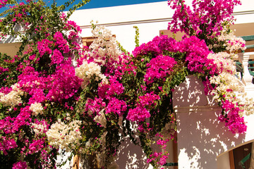 white and pink flowers on a white building