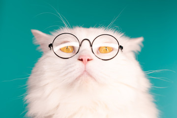 Cute domestic pet in round transparent glasses. Furry cat on blue background in studio. Animals,...