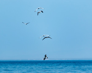 Fototapeta na wymiar birds seagulls on a background of blue sky