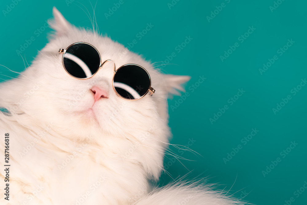 Poster luxurious domestic kitty in glasses poses on turquoise background wall. close portrait of white furr