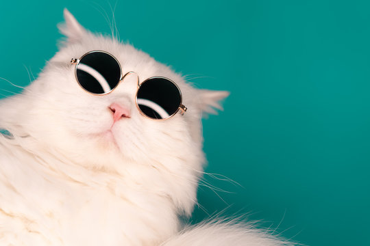 Luxurious domestic kitty in glasses poses on turquoise background wall. Close portrait of white furry cat in fashion sunglasses. Studio photo with copy space. 