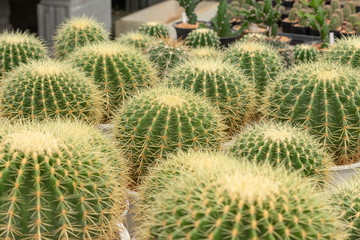 Beautiful green cactus planted in a pot.Tree planted in the desert.