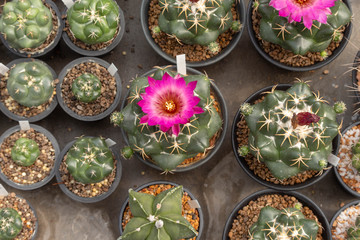 Beautiful green cactus planted in a pot.Tree planted in the desert.