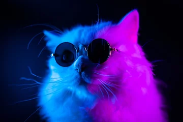 Poster Stock video Portrait of white furry cat in fashion eyeglasses. Studio neon light. Luxurious domestic kitty in glasses poses on black background. © kohanova1991