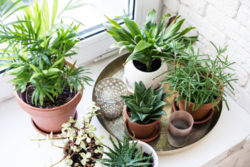 Green home houseplants on windowsill in real room interior, plants and succulents