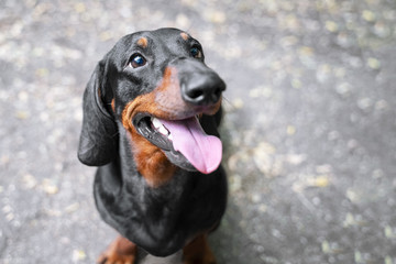 Happy dog ​​sits in the park. dachshund dog smiling