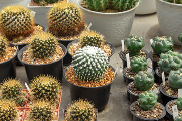 Beautiful green cactus planted in a pot.Tree planted in the desert.