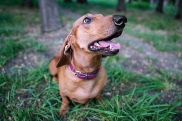 Portrait of a funny dog dachshund  with a long nose at the park.