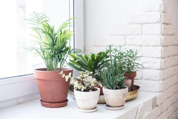 Fototapeta na wymiar Green home houseplants on windowsill in real room interior, plants and succulents