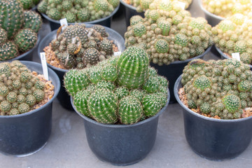 Beautiful green cactus planted in a pot.Tree planted in the desert.