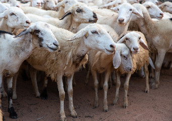 Obraz premium Sheep flock, Central Highlands, Vietnam