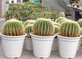 The pattern of the cactus background. green cactus planted in a pot.Tree planted in the desert.