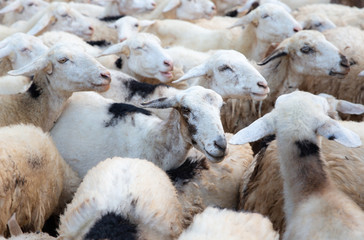 Sheep flock, Central Highlands, Vietnam