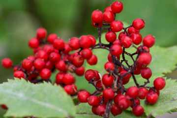 colorful red elderberry in forest