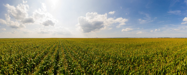 Aerial view of the green corn field. Beautiful agricultural landscape. Panoramic view