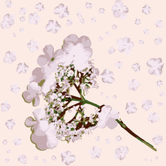  Flowering cherry branch