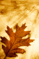 Autumn background with a leaf - foliage - over painted backrgoudn with copy space 
