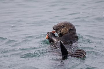 Obraz premium A sea otter (Enhydra lutris) foraging and eating at Monterey bay California.