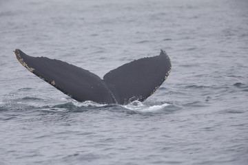 Fototapeta premium A whale diving down while seeing the tail above water at Monterey Bay California.