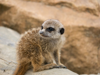 Suricate