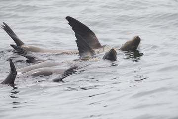 Fototapeta premium A group of California sea lions (Zalophus californianus) enjoying and swimming at Monterey bay California.