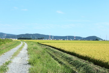 石巻市　水田