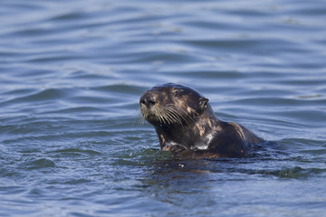  A sea otter (Enhydra lutris) foraging at Monterey bay California.