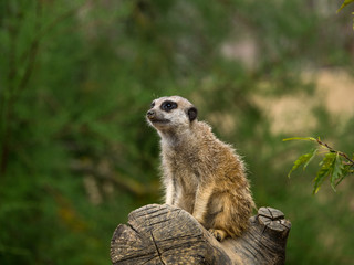 Suricate