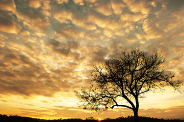 Dramatic cloudscape over lonely tree at sunrise.