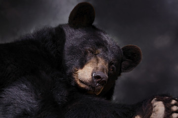 american black bear resting in nature