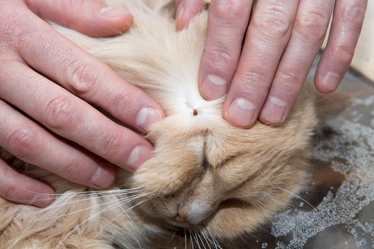 Tick is removed with human hands