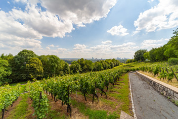 Fototapeta na wymiar winegrowing in the city of Frankfurt/Main