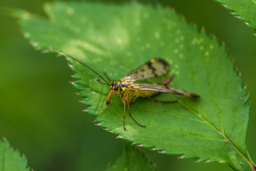 white yellow stinging fly sitting on leaf