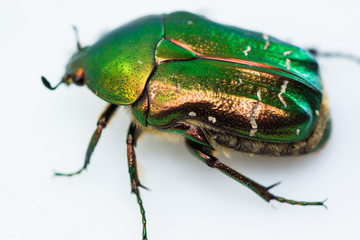 beautiful green metallic rose beetle