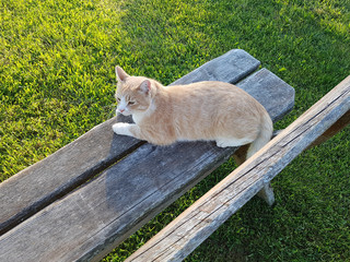Red cat relaxing on a bench in the evening sun