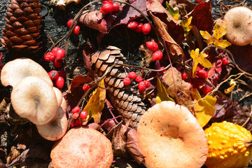 The colors of the woods in autumn