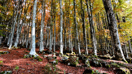 The forest in the autumn illuminated by the sun