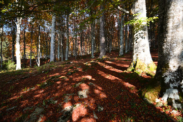 Beautiful colors shine in the forest in autumn