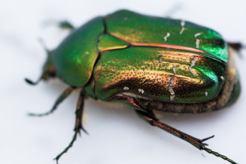 beautiful green metallic rose beetle isolated