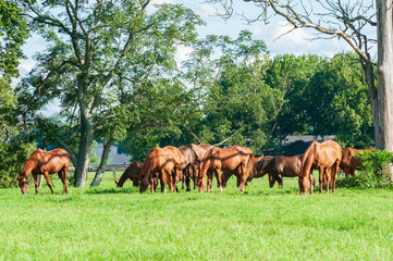 Naklejka na ściany i meble Thoroughbred horses on a horse farm