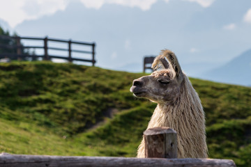 Obraz premium llama portrait in mountains, National Park.