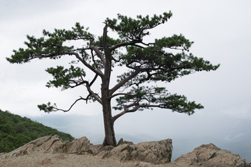 Obraz premium 20130810_033