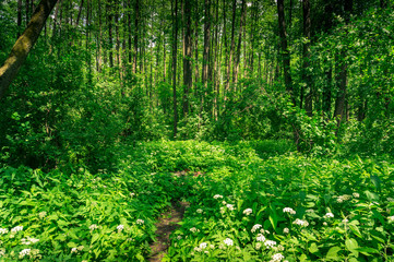 Beautiful summer forest with flowers and tall trees