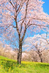 Fototapeta na wymiar Cherry blossoms in full bloom and rape blossoms