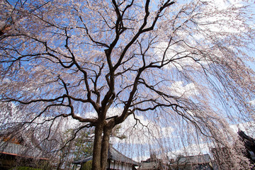 本満寺の枝垂れ桜