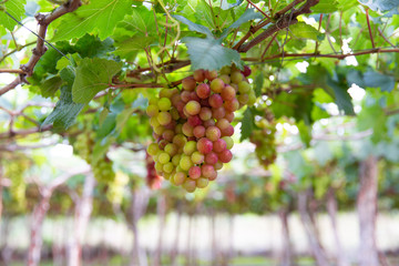 Grapes hanging below vines, near Da Lat, Vietnam