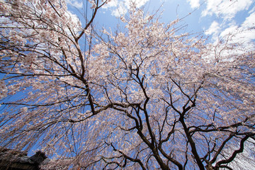 本満寺の枝垂れ桜