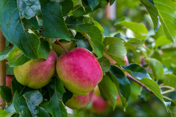 Apple trees in Merano, Italy.